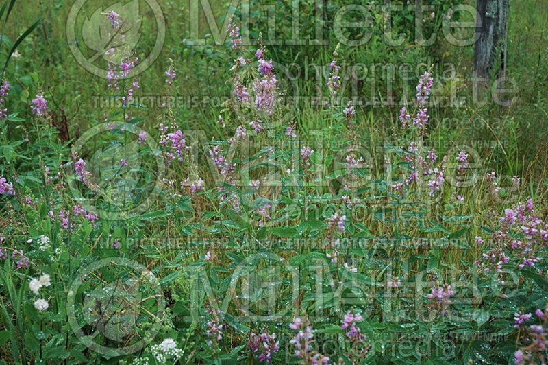 Desmodium canadense (Showy ticktrefoil)  5