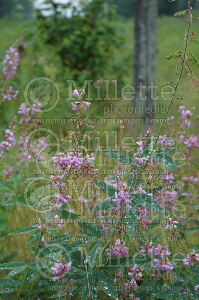 Desmodium canadense (Showy ticktrefoil)  4