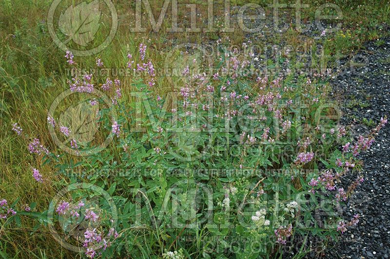 Desmodium canadense (Showy ticktrefoil)  1