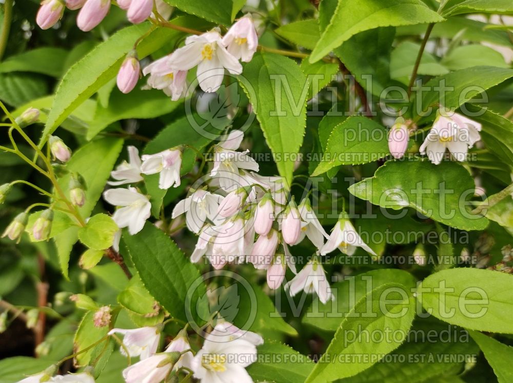 Deutzia Mont Rose (Deutzia) 1