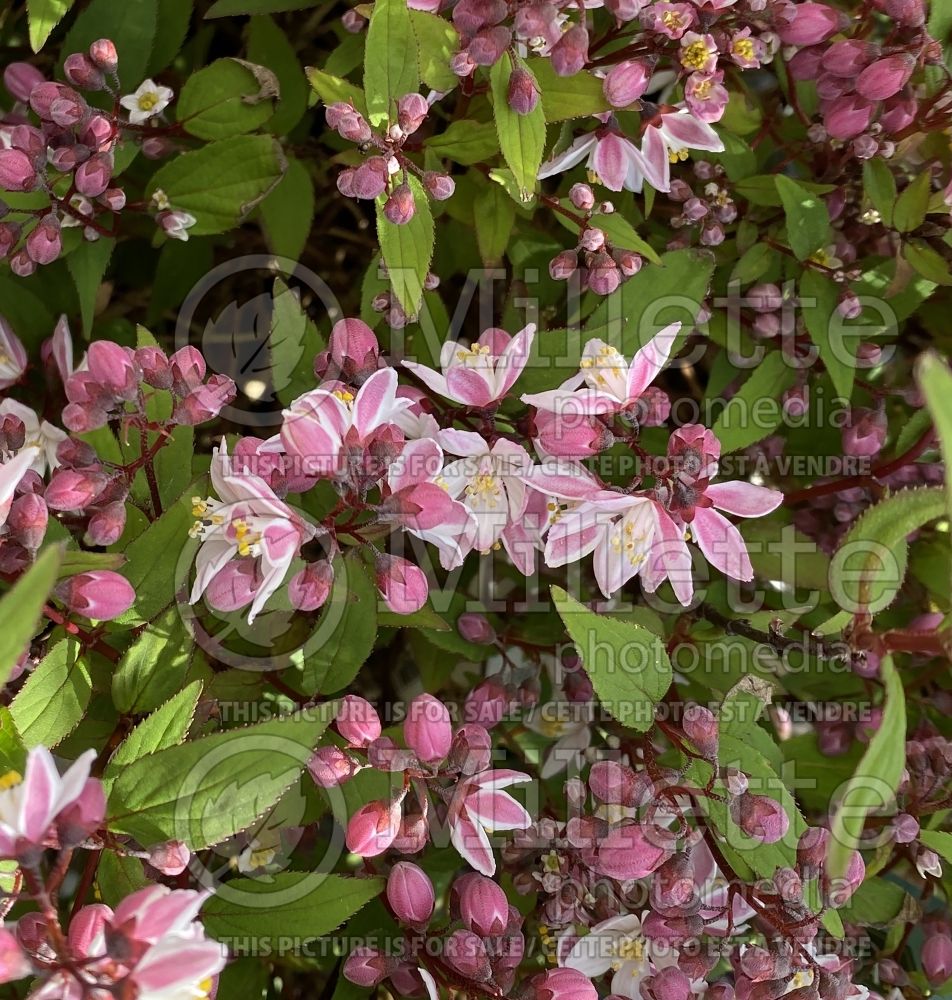 Deutzia Nikko Blush (Deutzia) 1