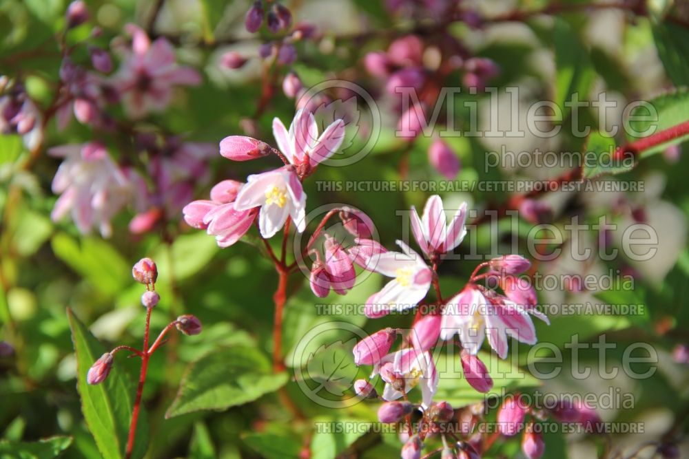 Deutzia Yuki Cherry Blossom (Deutzia) 4