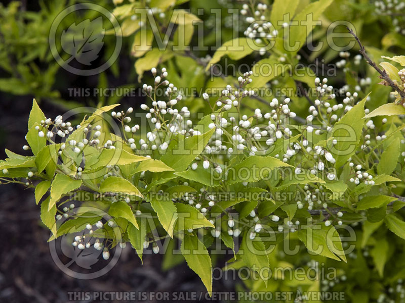 Deutzia Aurea (Golden Deutzia) 2 