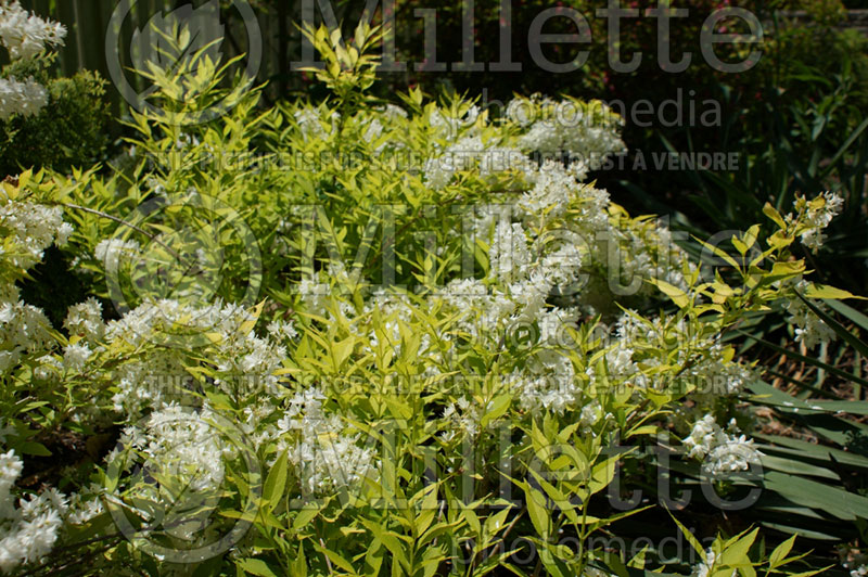 Deutzia Chardonnay Pearls or Duncan (Deutzia) 2