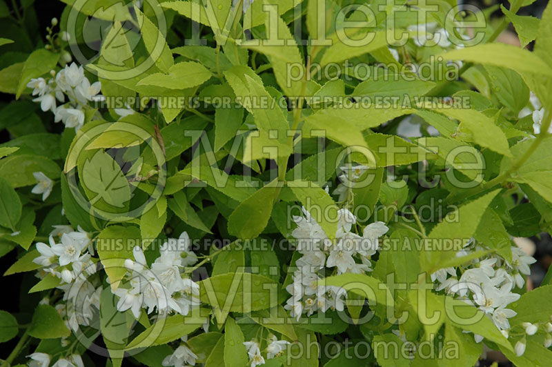 Deutzia Chardonnay Pearls or Duncan (Deutzia) 1