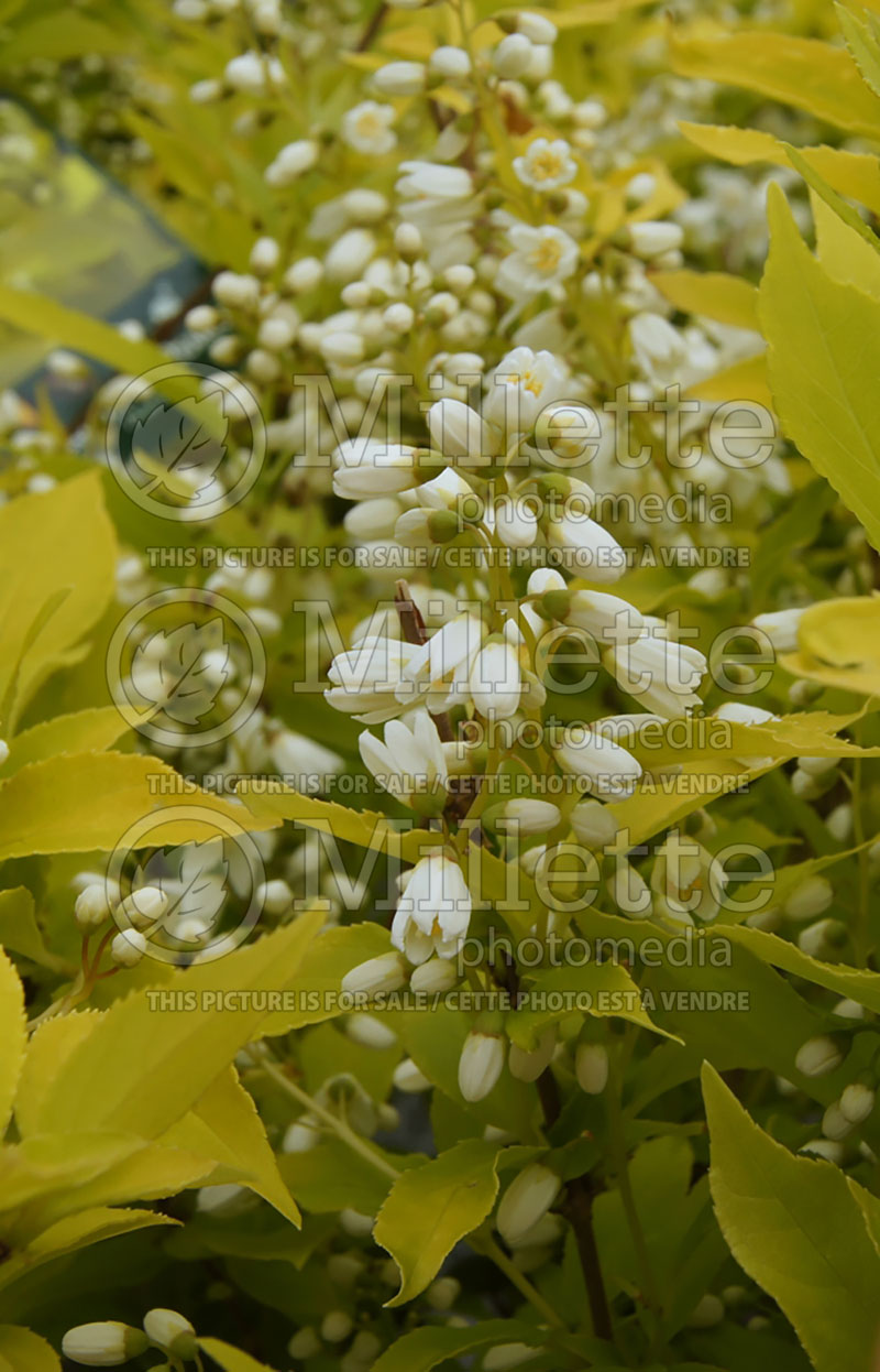 Deutzia Chardonnay Pearls or Duncan (Deutzia) 8