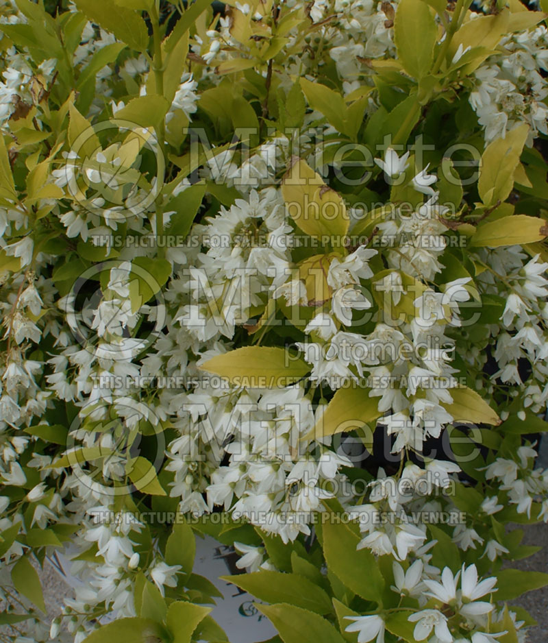 Deutzia Chardonnay Pearls or Duncan (Deutzia) 9