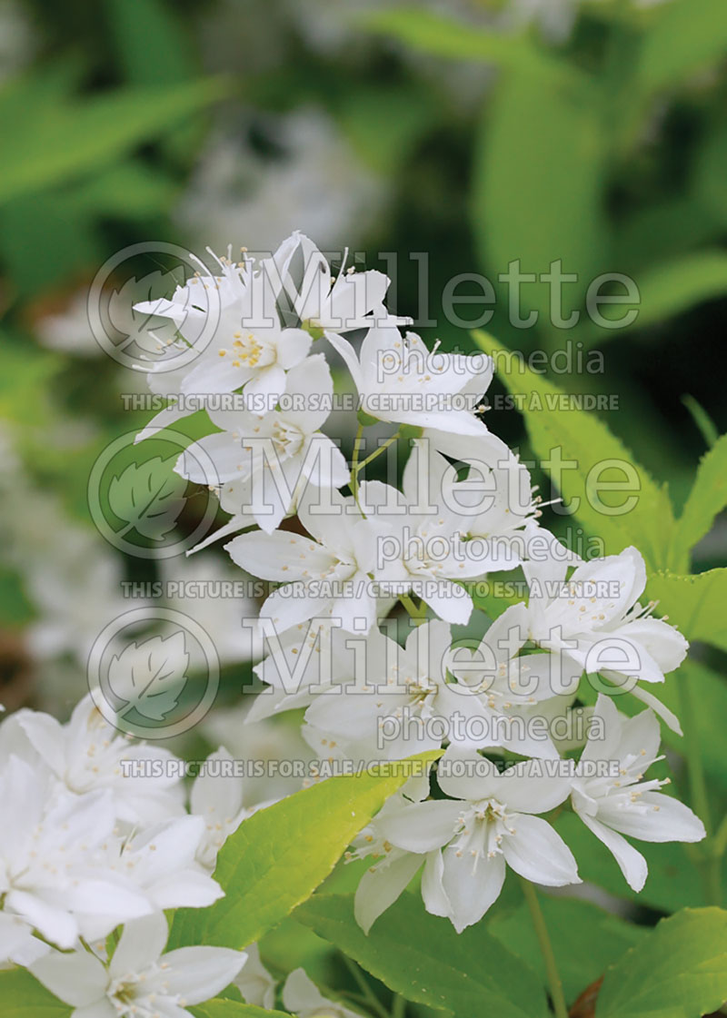 Deutzia Chardonnay Pearls or Duncan (Deutzia) 5