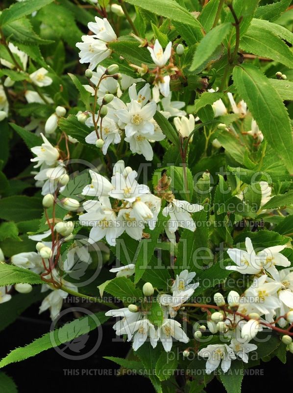 Deutzia Nikko (Deutzia) 3 