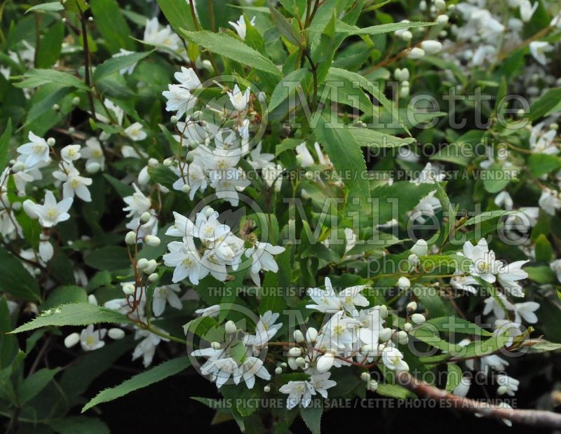 Deutzia Nikko (Deutzia) 2 