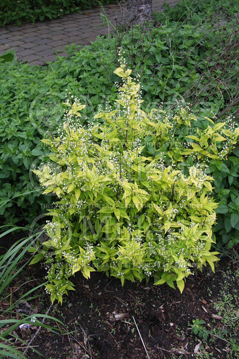 Deutzia Aurea (Golden Deutzia) 1 