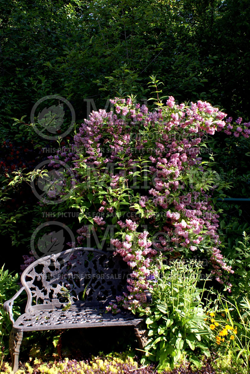 Deutzia Magicien  (Golden Deutzia) 1 