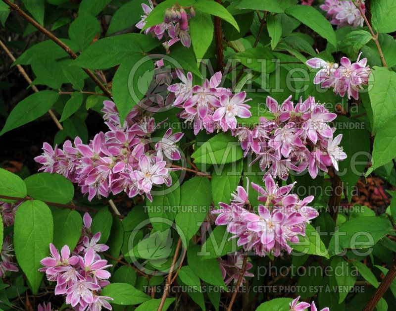 Deutzia Strawberry Fields (Golden Deutzia) 1 