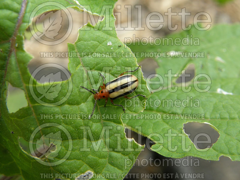 Diabrotica - Adult striped or spotted cucumber beetle (Fireblight  on tree disease) 1 