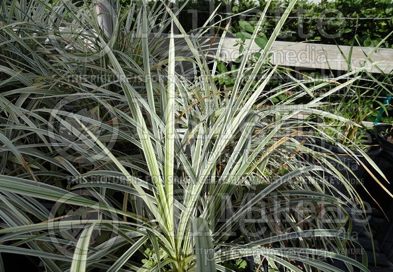 Dianella Silver Streak (Flax Lily)   2