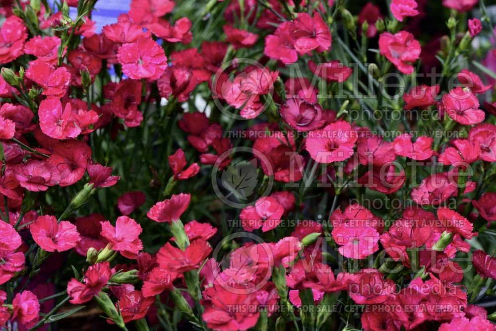 Dianthus Delilah Magenta (Garden Pinks) 1