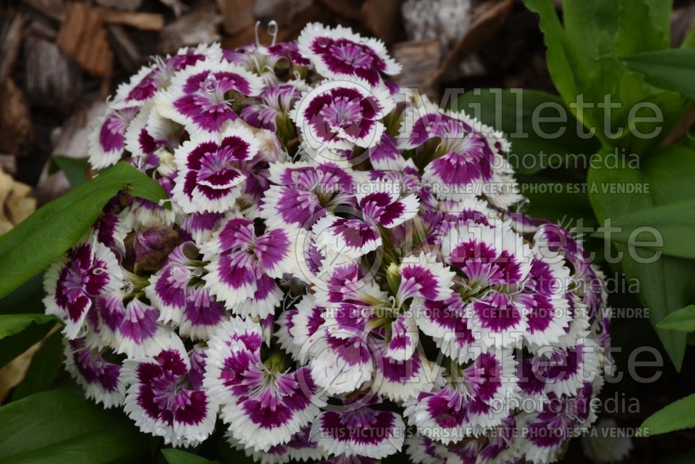 Dianthus Barbarini Picotee Purple (Garden Pinks) 5