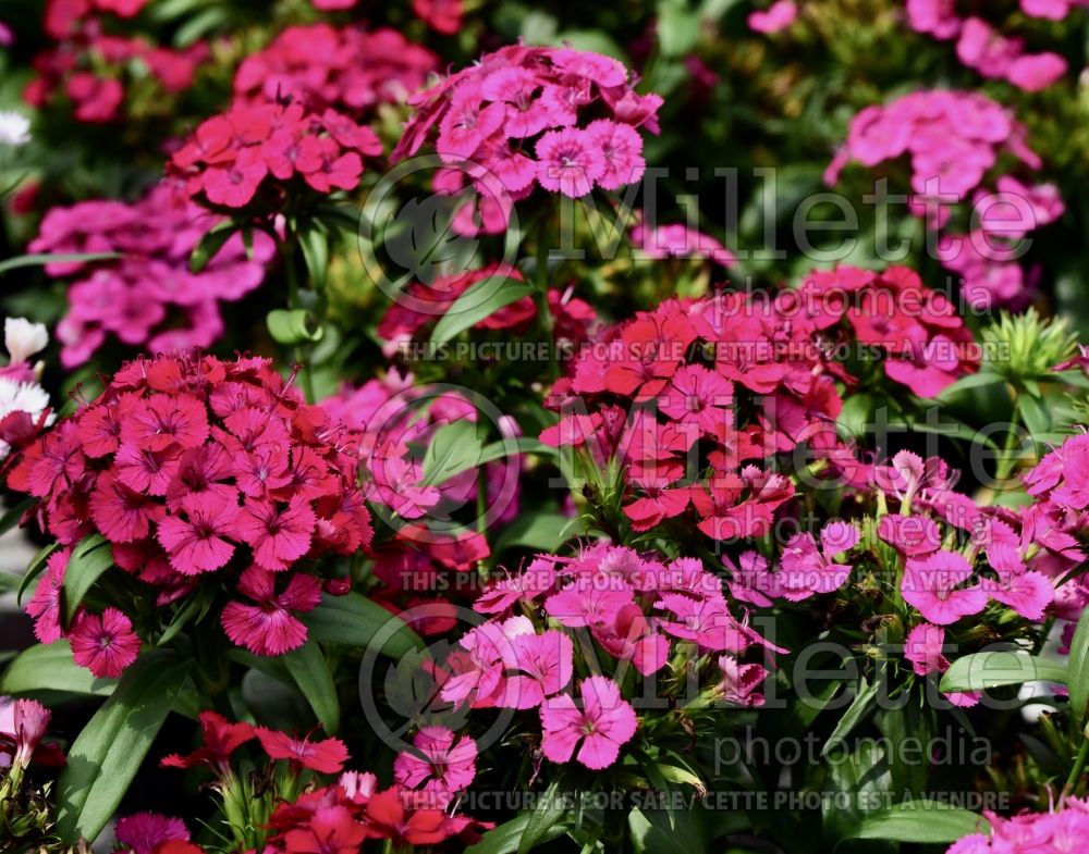 Dianthus Jolt Pink (Garden Pinks) 9