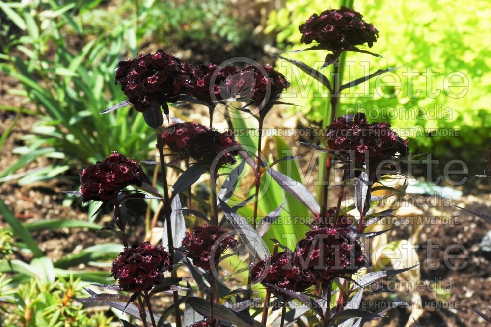 Dianthus Sooty (Garden Pinks) 1