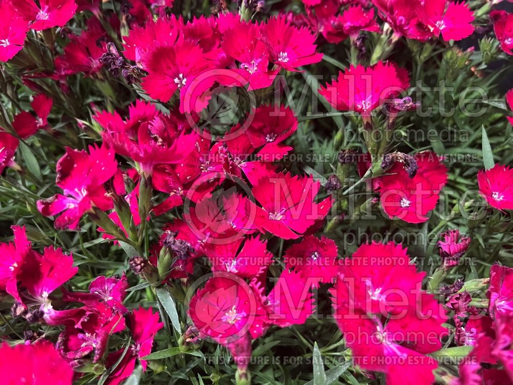 Dianthus Beauty Tyra (Pink) 1 