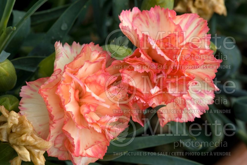 Dianthus Adorable Mel (Garden Pinks) 1