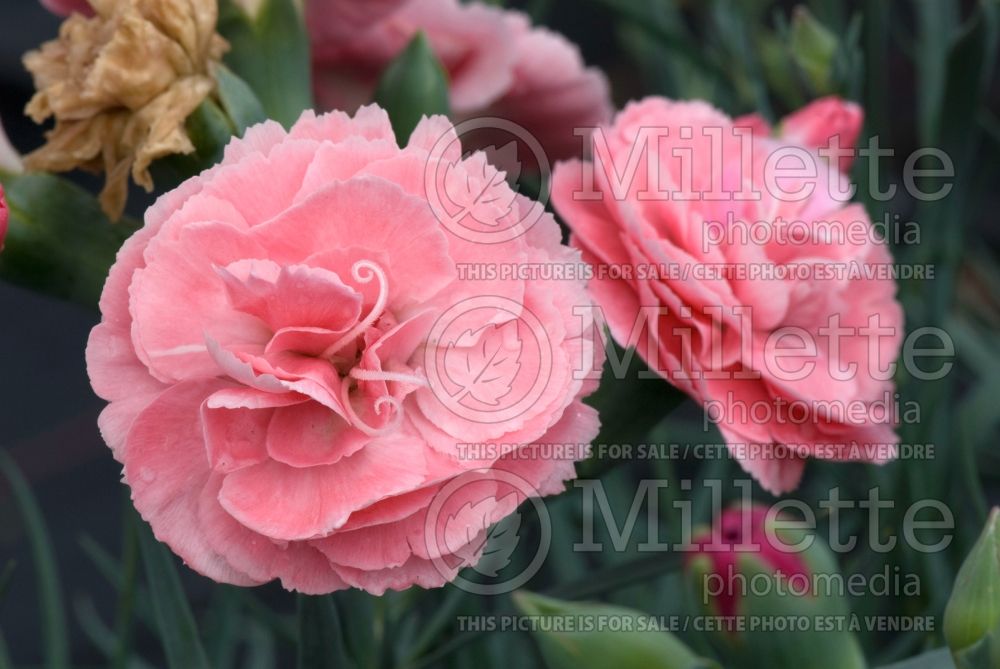 Dianthus Devon Cottage Pink (Garden Pinks) 2