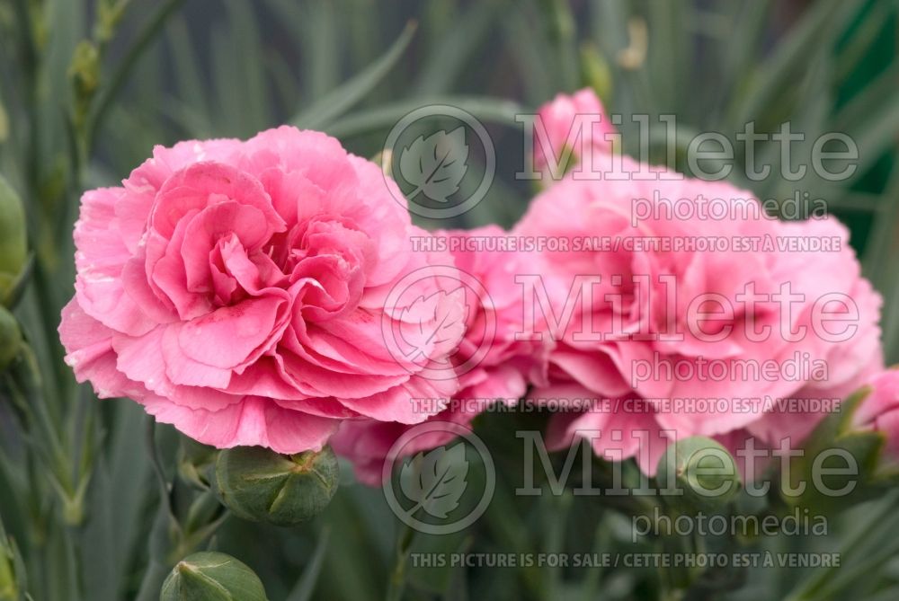 Dianthus Devon Cottage Soft Red (Garden Pinks Carnation) 1