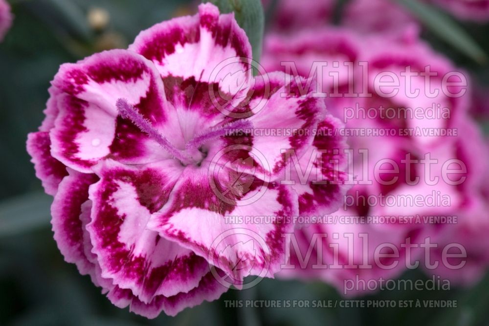 Dianthus Sunflor Odessa Purple (Garden Pinks Carnation) 1