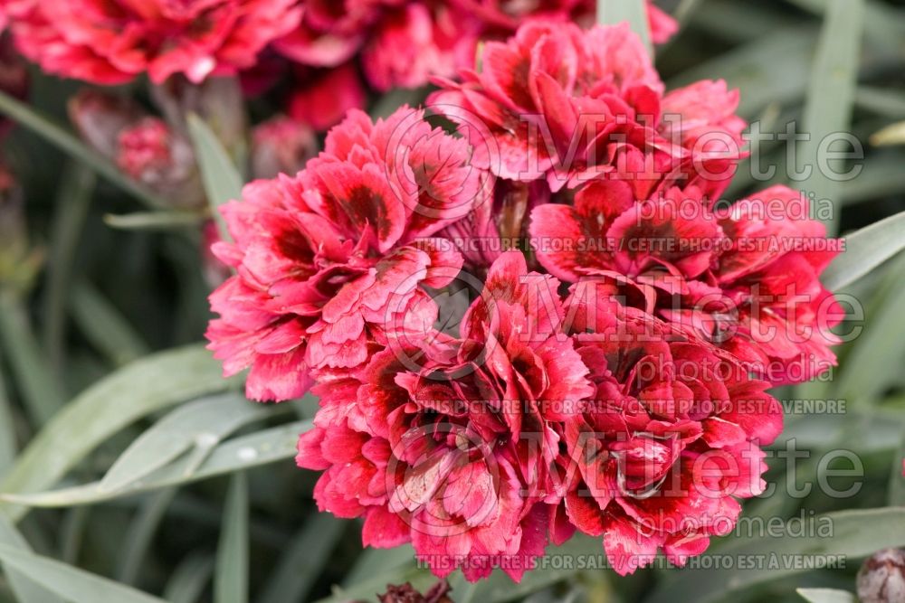 Dianthus Sunflor Odessa Red (Garden Pinks Carnation) 1