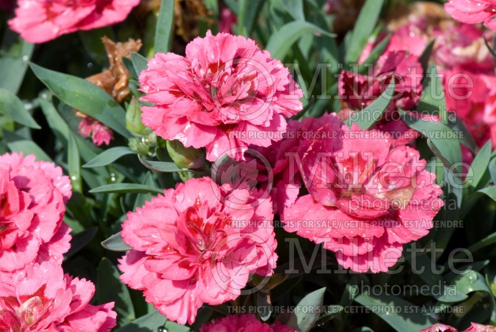 Dianthus Supertrouper Oscar (Garden Pinks) 1