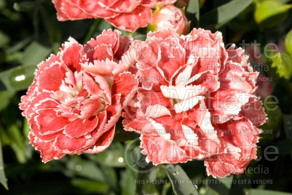 Dianthus Supertrouper Sam (Garden Pinks) 1