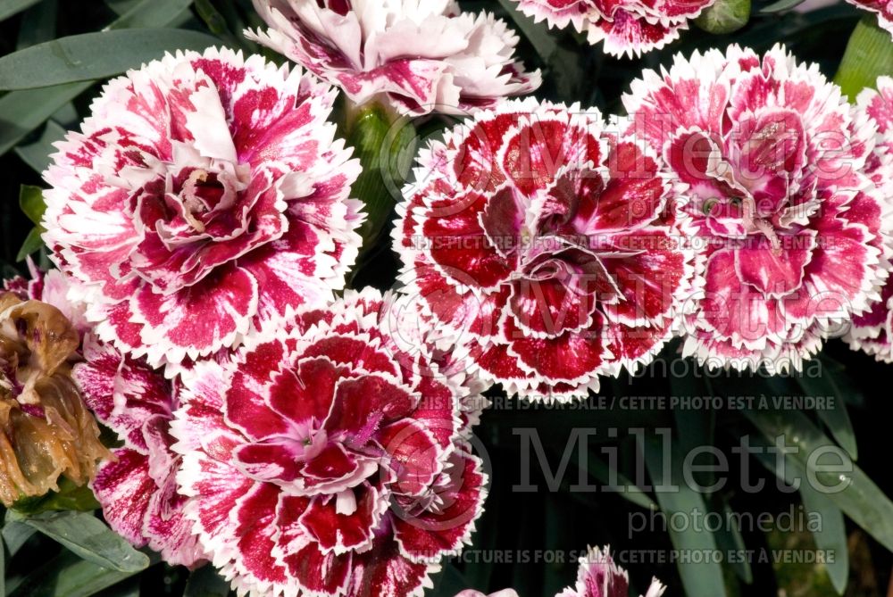 Dianthus Supertrouper Sissy (Garden Pinks) 1