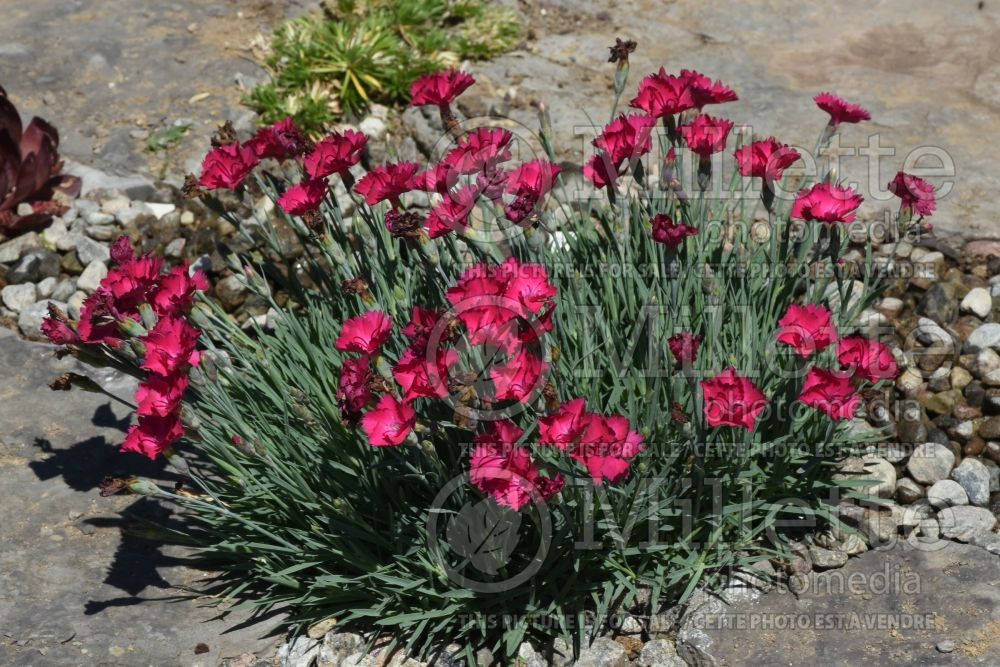 Dianthus Mighty Mini Miss Rose (Garden Pinks) 2