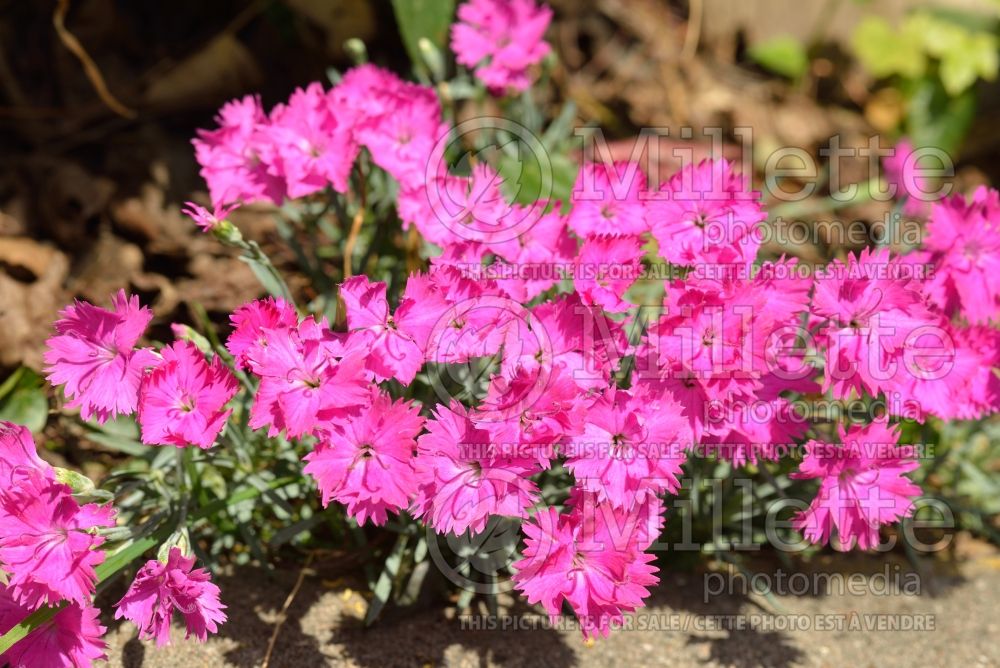 Dianthus Neon Star (Garden Pinks) 2