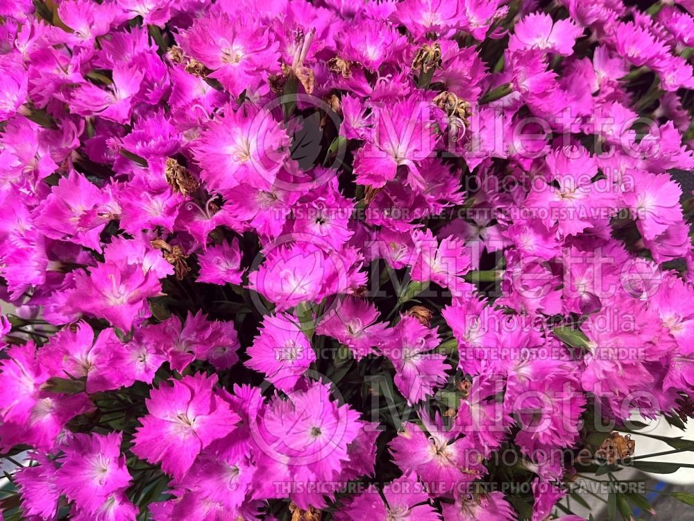 Dianthus Kahori Pink (Pink) 1 