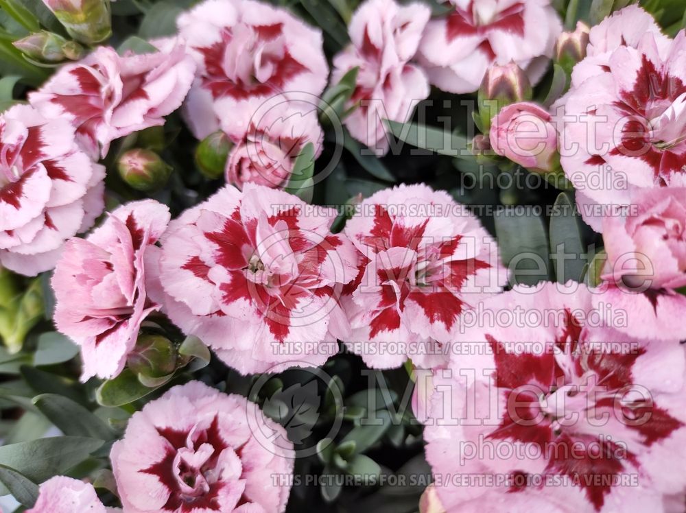 Dianthus Oscar Purple Star (Garden Pinks) 2