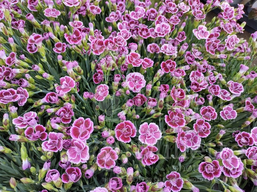 Dianthus Pink Kisses (Carnation) 4