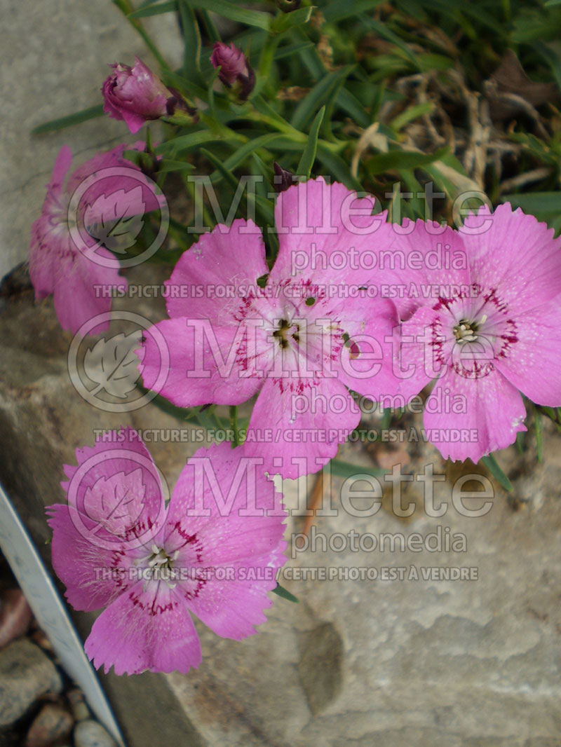 Dianthus Joan's Blood (Alpine pink) 1