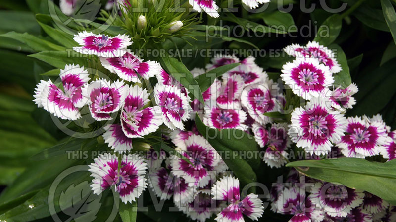 Dianthus Barbarini Picotee Purple (Garden Pinks) 2