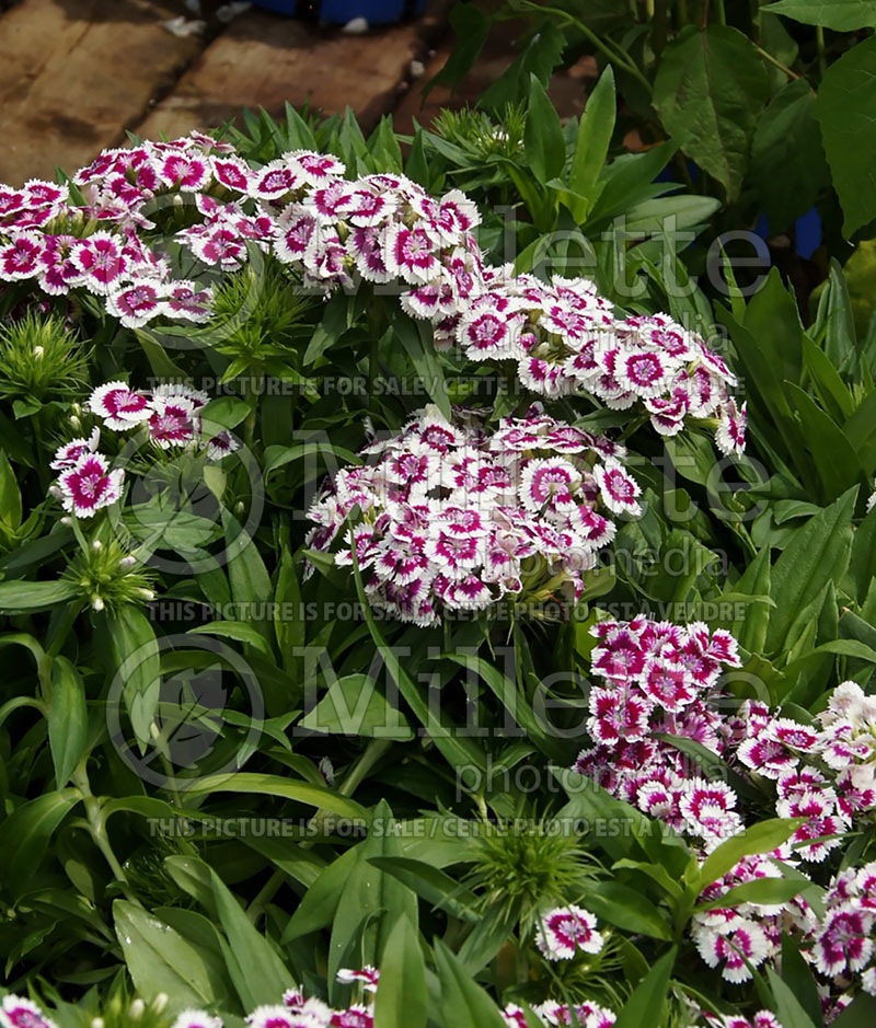 Dianthus Barbarini Picotee Purple (Garden Pinks) 3