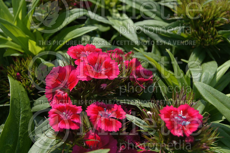 Dianthus Barbarini Red Rose Bicolor (Garden Pinks) 2