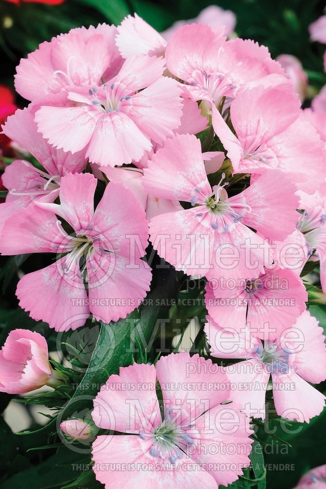 Dianthus Diabunda Pink Pearl (Garden Pinks) 1