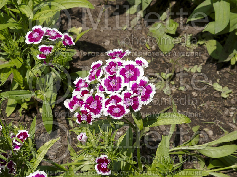 Dianthus barbatus Diabunda Purple Picotee (Garden Pinks) 4