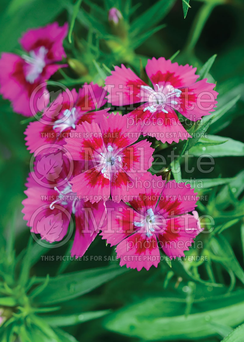 Dianthus Diabunda Purple (Garden Pinks) 1