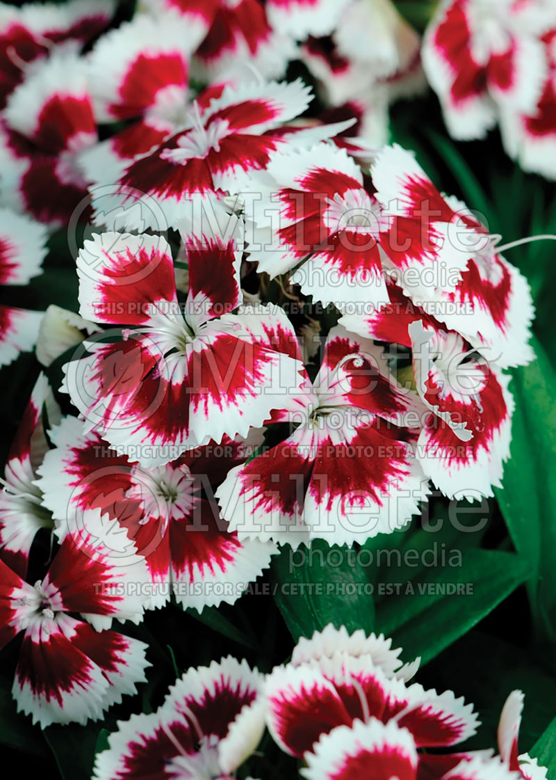 Dianthus Diabunda Red Picotee (Garden Pinks) 1