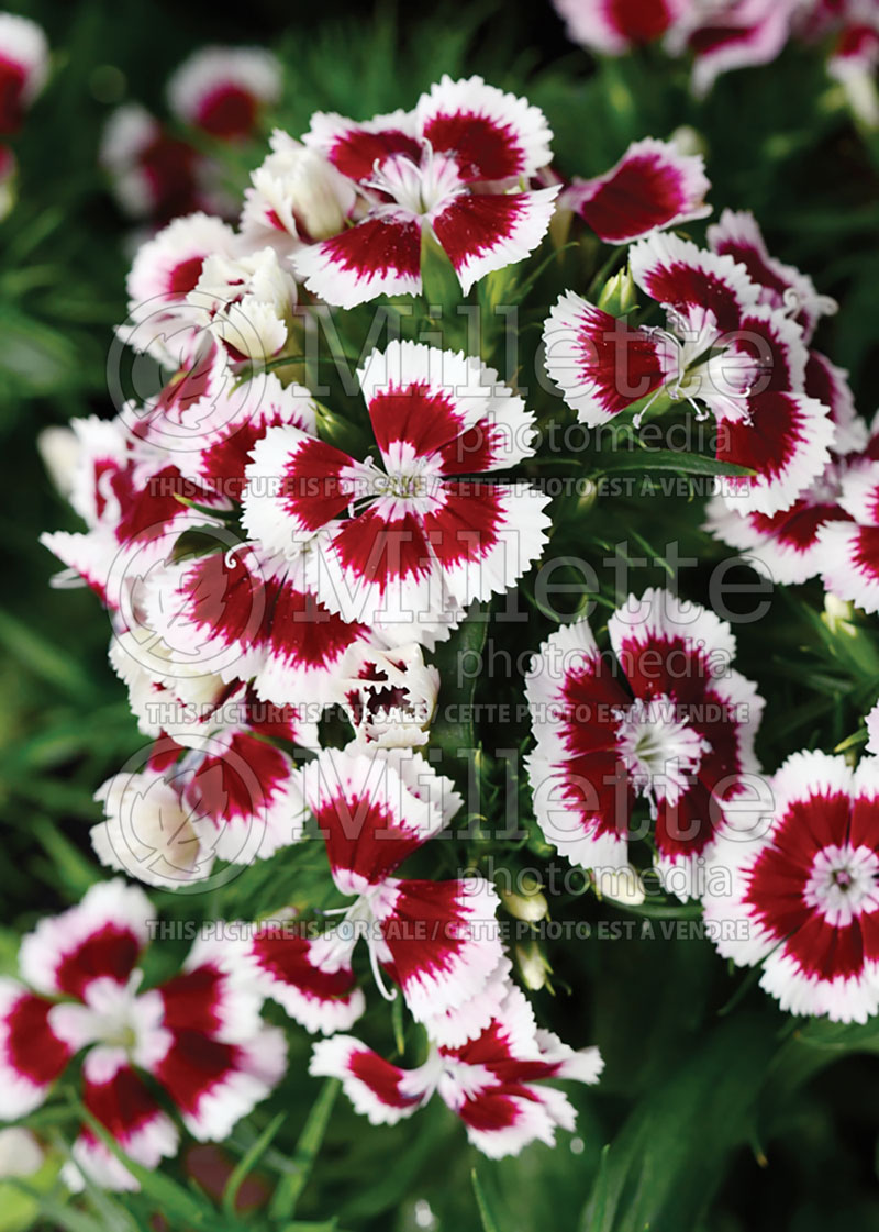 Dianthus Diabunda Red Picotee (Garden Pinks) 2