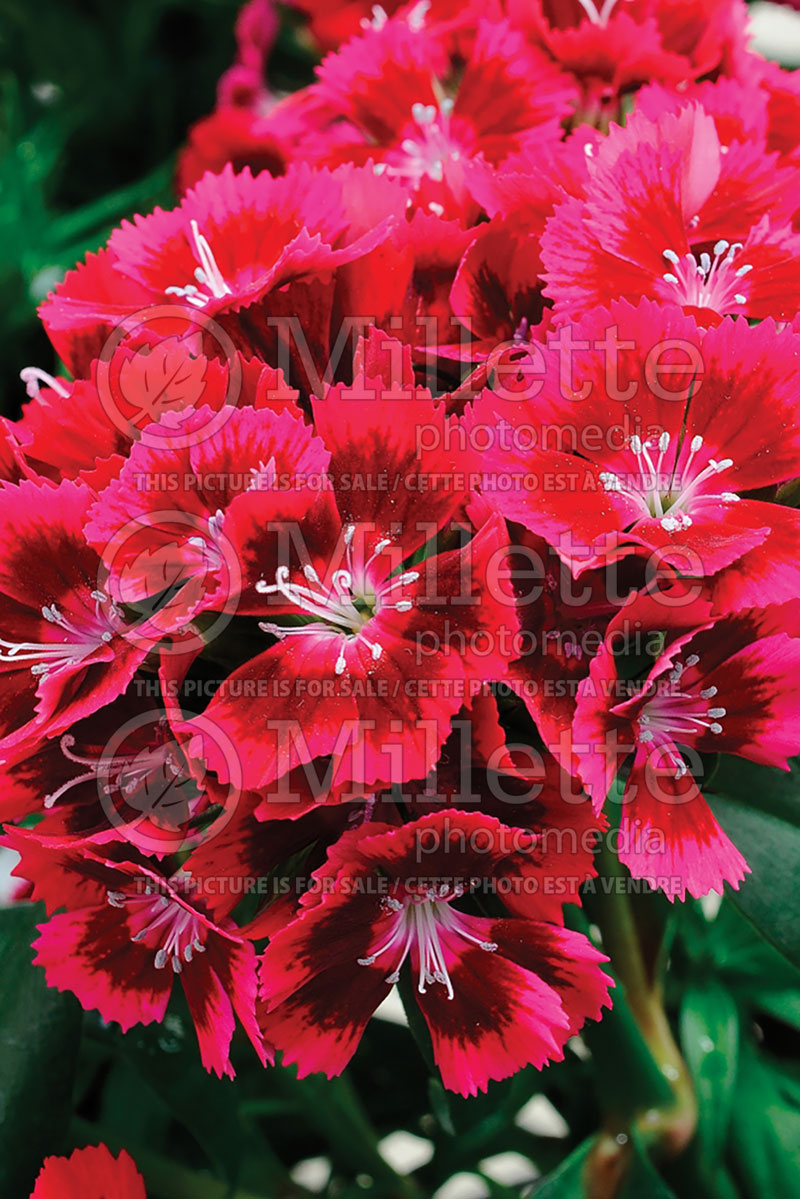 Dianthus Diabunda Red (Garden Pinks) 1