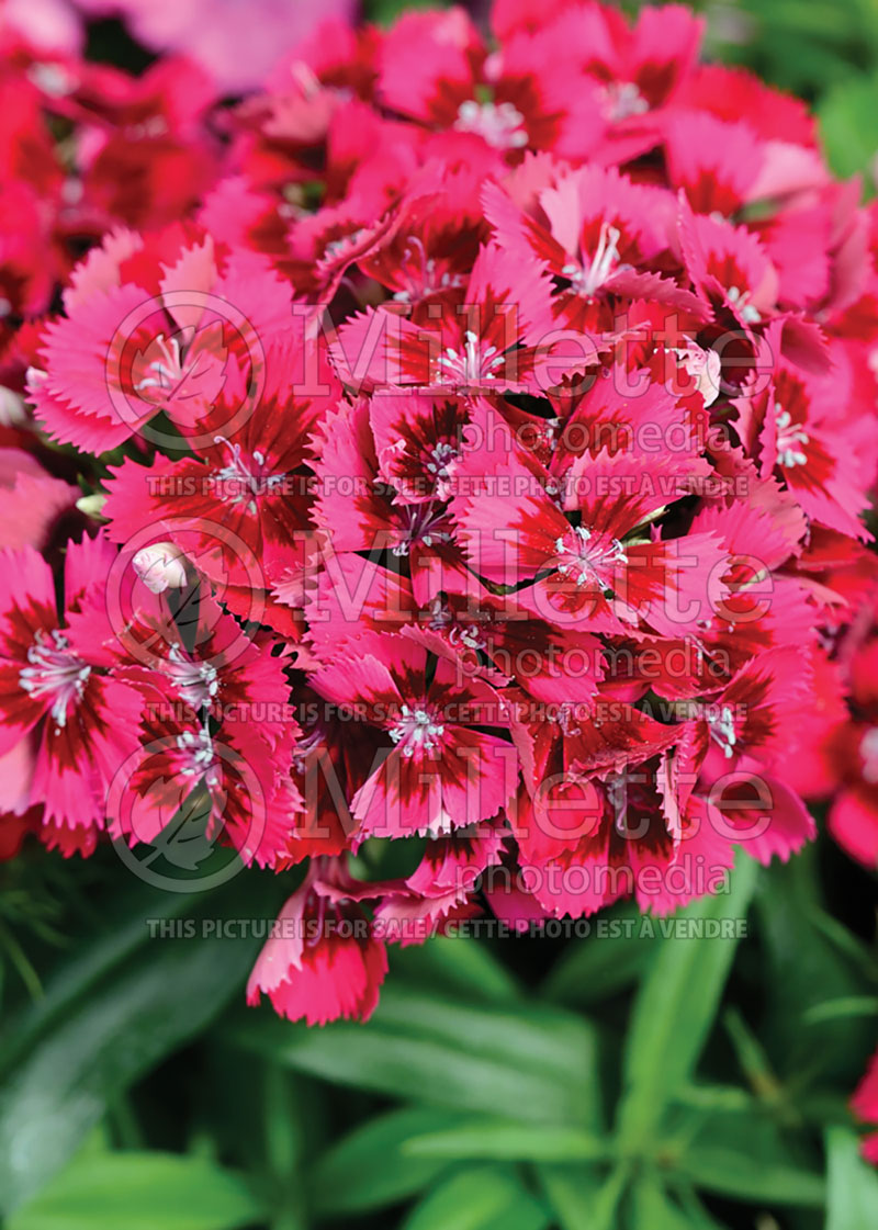 Dianthus Diabunda Red (Garden Pinks) 2