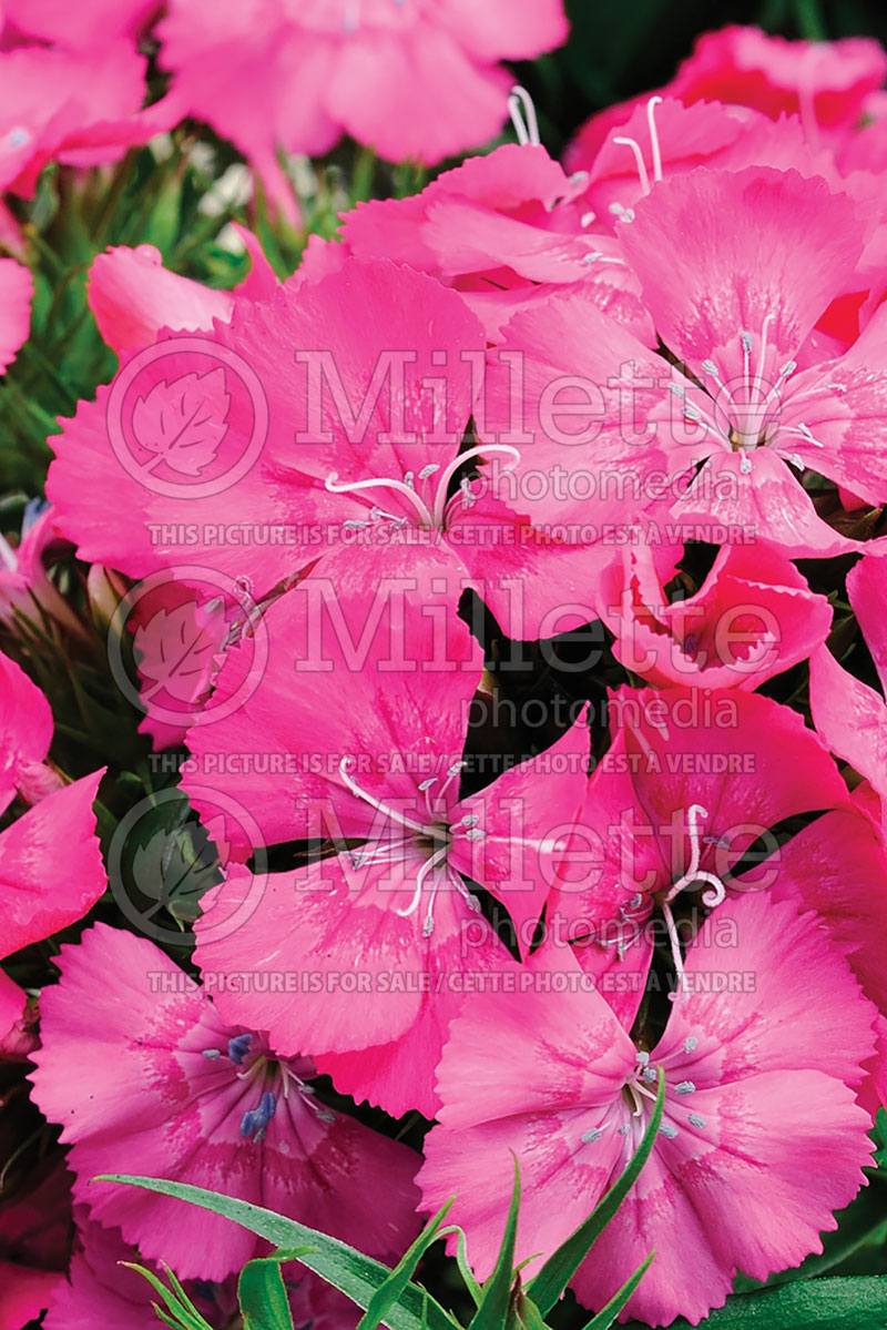 Dianthus Diabunda Rose (Garden Pinks) 1