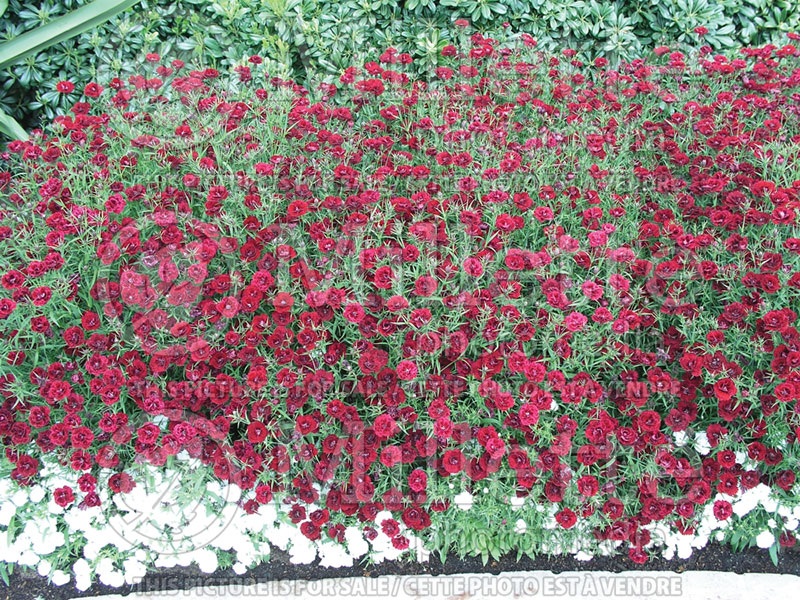 Dianthus Dynasty Double Red (Garden Pinks) 1